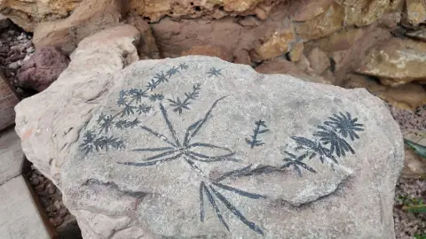 岩石上的植物化石纹样