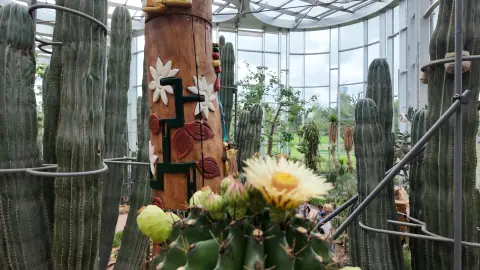 高大仙人柱与花朵