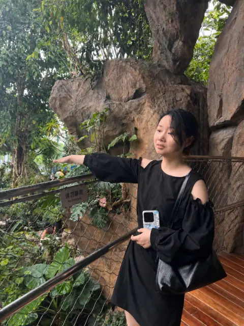 雨林巨木旁的游客