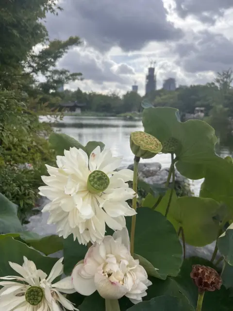 白色荷花与远处的城市天际线