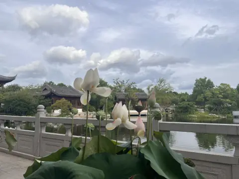 盛开的荷花与园林水景