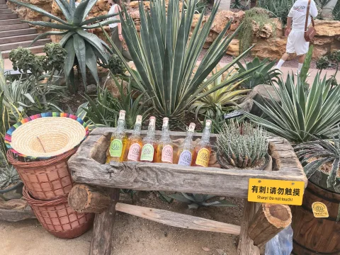 龙舌兰植物与彩色瓶饰组成的沙漠展台