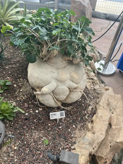 岩地中生长的巨大块根植物